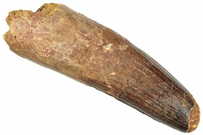 Fossil Spinosaurus Tooth - Feeding Worn Tip #296500